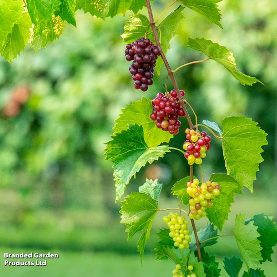 Grape 'Razz Matazz'