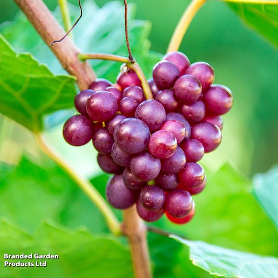 Grape 'Razz Matazz'
