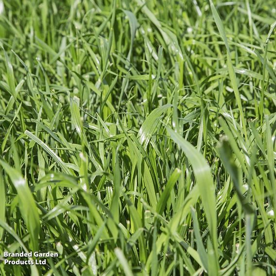 Hungarian Grazing Rye - Green Manure Seeds