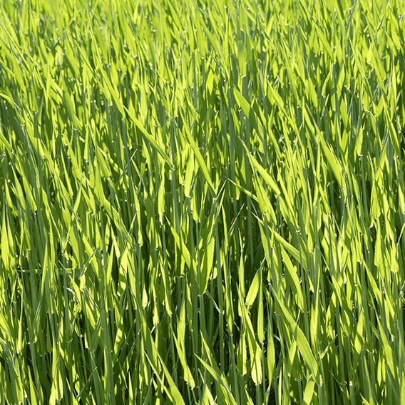 Hungarian Grazing Rye - Organic Green Manure Seeds