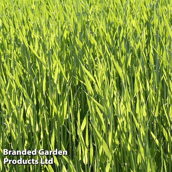 Hungarian Grazing Rye - Green Manure Seeds