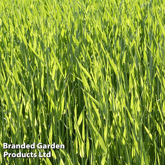 Green Manure 'Hungarian Grazing Rye'