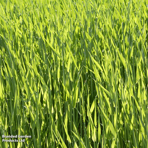 Hungarian Grazing Rye - Organic Green Manure Seeds