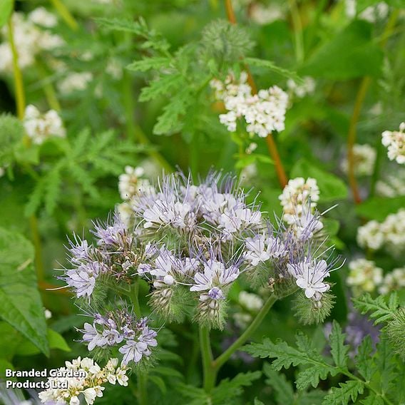 Phacelia Tanacetifolia - Organic Green Manure Seeds