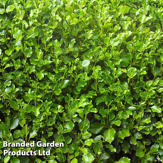 Griselinia littoralis