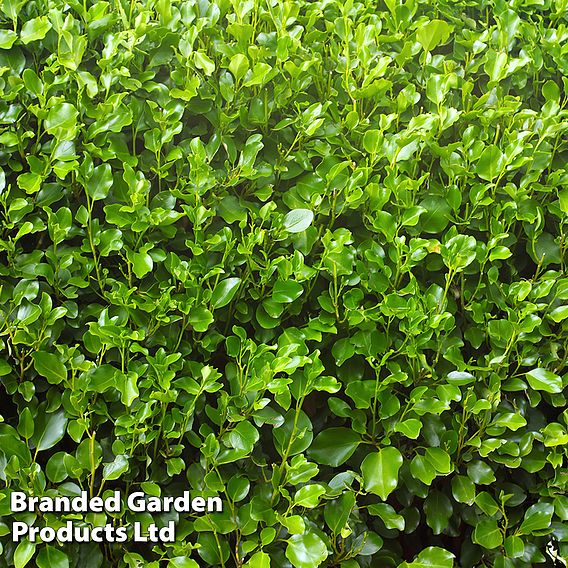 Griselinia littoralis (Hedging)