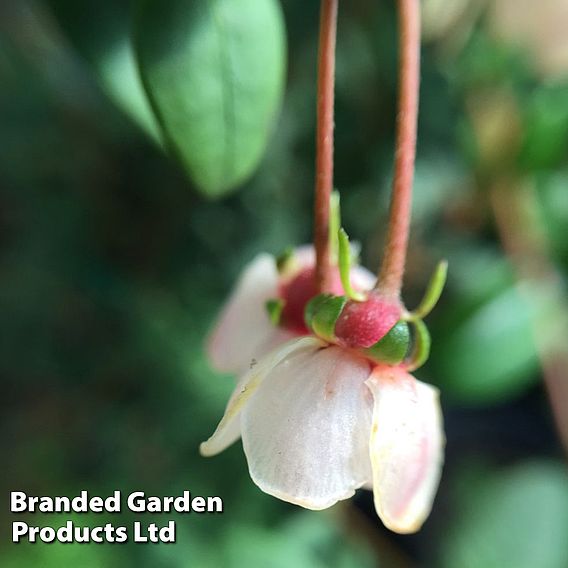 Chilean Guava 'KA-POW'