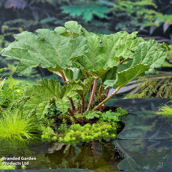 Gunnera manicata