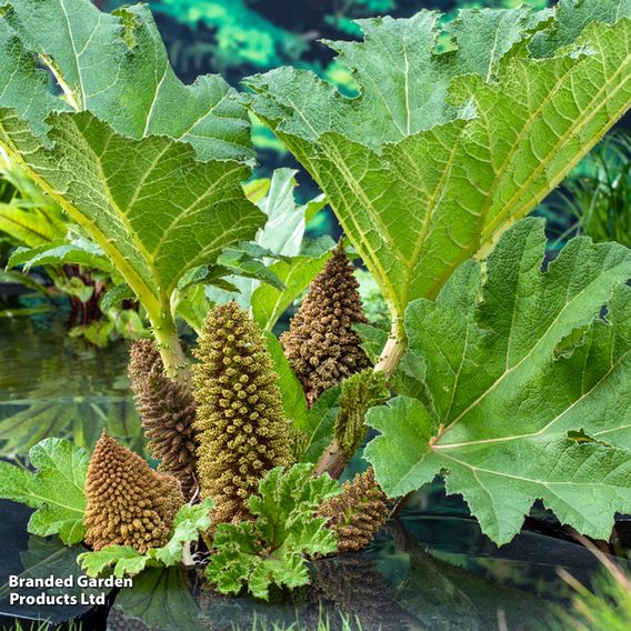 Gunnera manicata