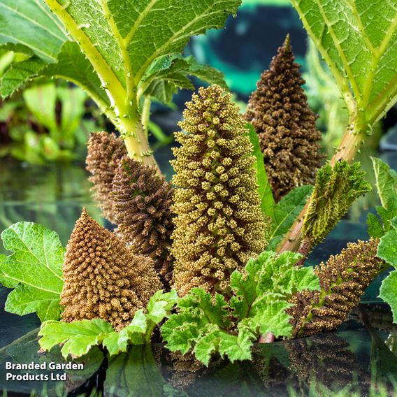 Gunnera manicata