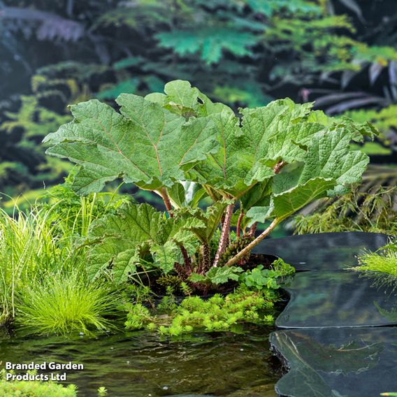 Gunnera manicata