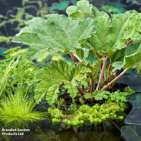 Gunnera manicata