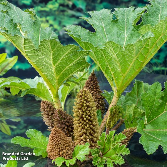 Gunnera manicata