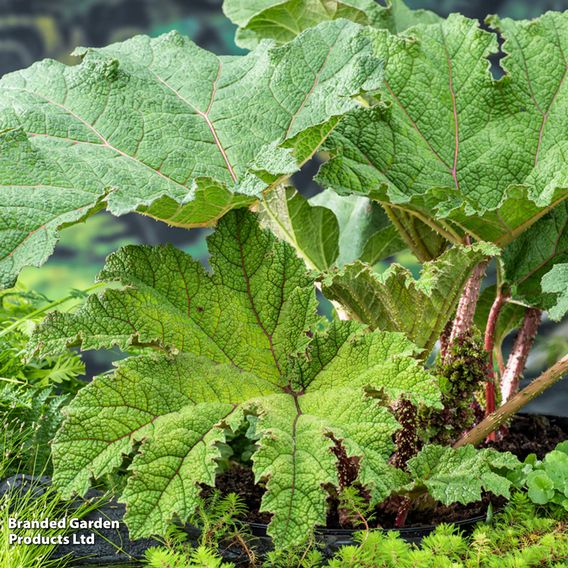 Gunnera manicata