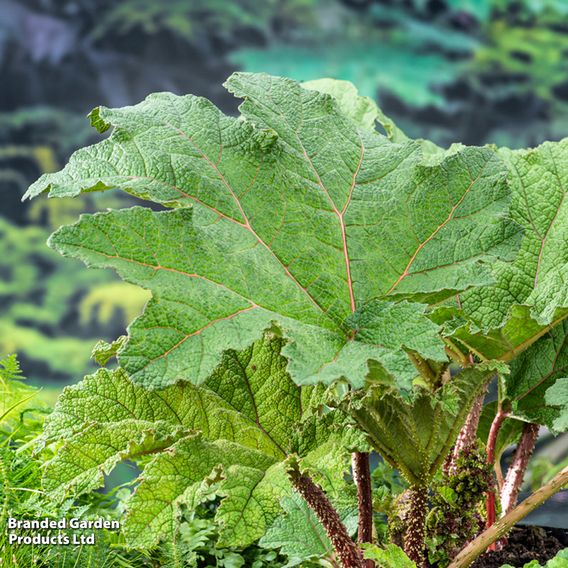 Gunnera manicata