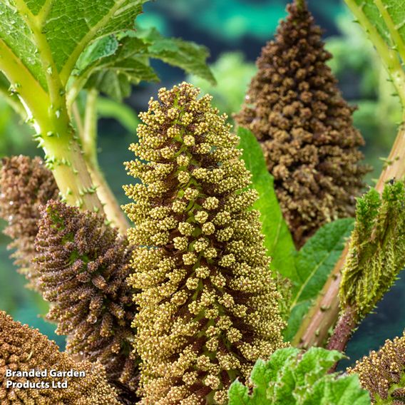 Gunnera manicata