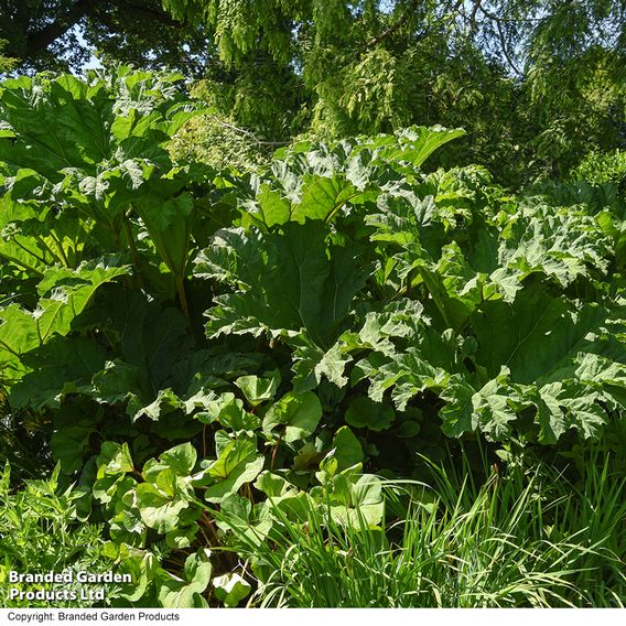 Gunnera manicata