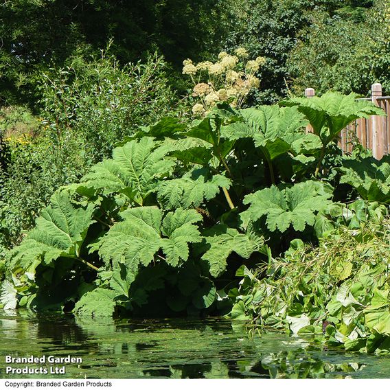 Gunnera manicata