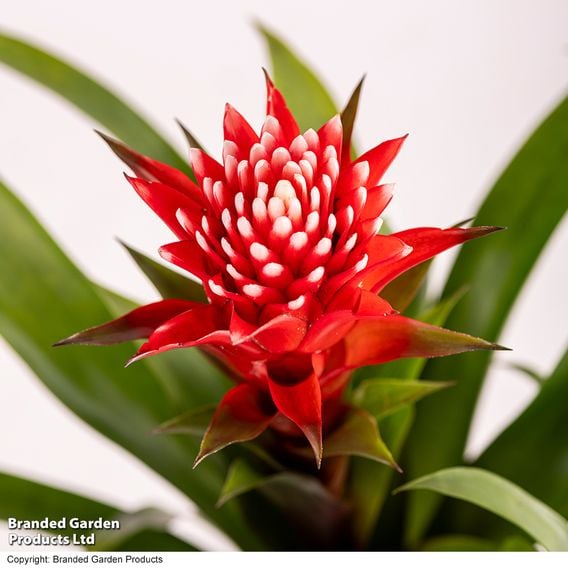 Guzmania 'Hope'