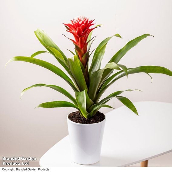 Guzmania 'Hope'