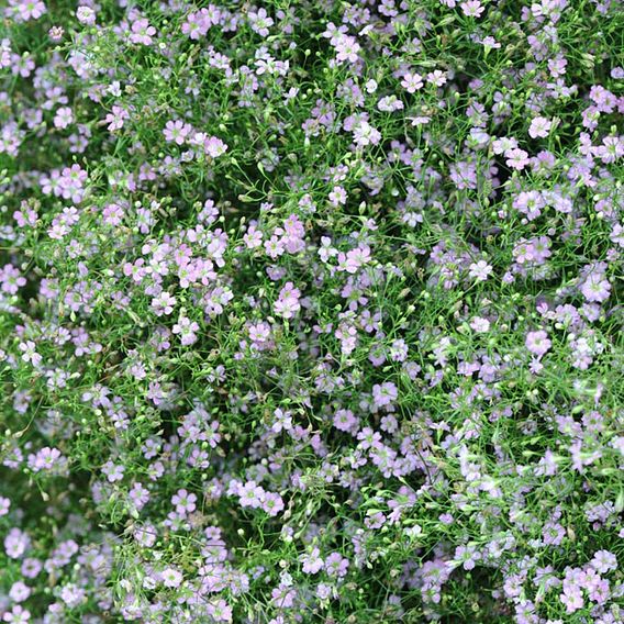 Gypsophila repens 'Rosea'