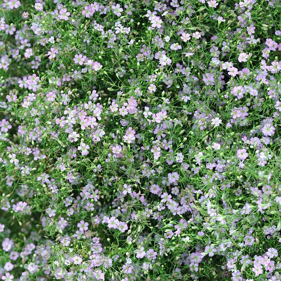 Gypsophila repens 'Rosea'