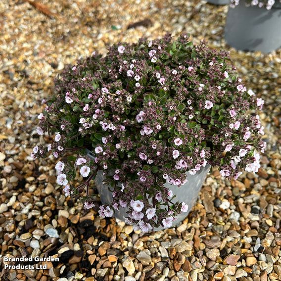 Acanthophyllum cerastioides 'Pretty Maid'