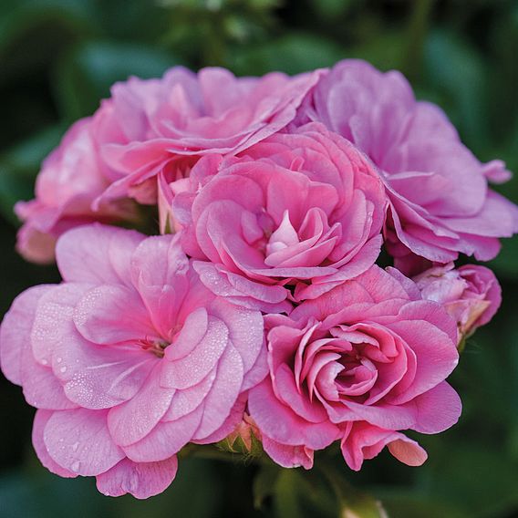 Geranium 'Pink Sybil'