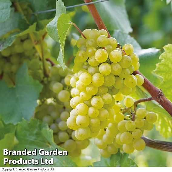 Grape 'Chardonnay'