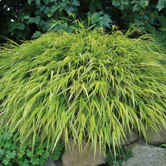 Hakonechloa macra 'Aureola'