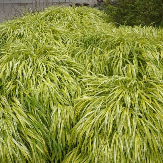 Hakonechloa macra 'Aureola'