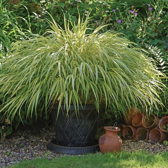 Hakonechloa macra 'Aureola'