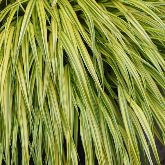 Hakonechloa macra 'Aureola'