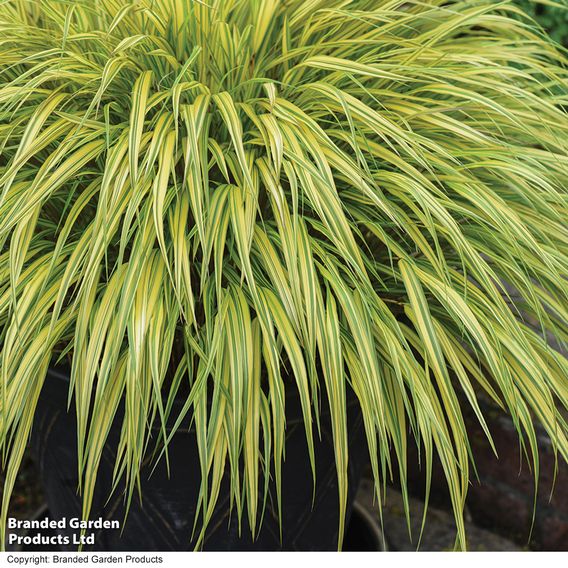 Hakonechloa macra 'Aureola'
