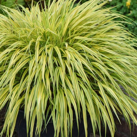 Hakonechloa macra 'Aureola'