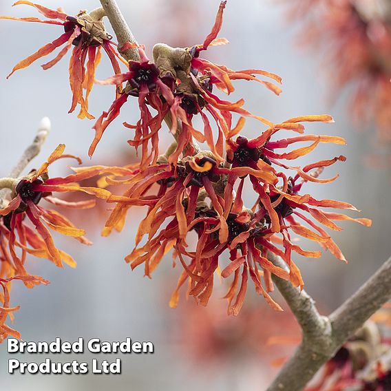 Hamamelis x intermedia 'Orange Beauty'