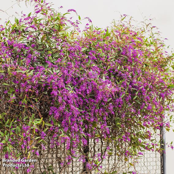 Hardenbergia violacea