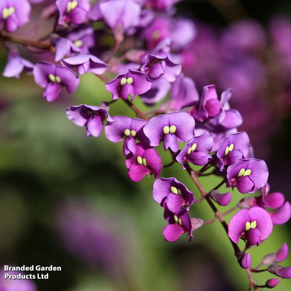 Hardenbergia violacea
