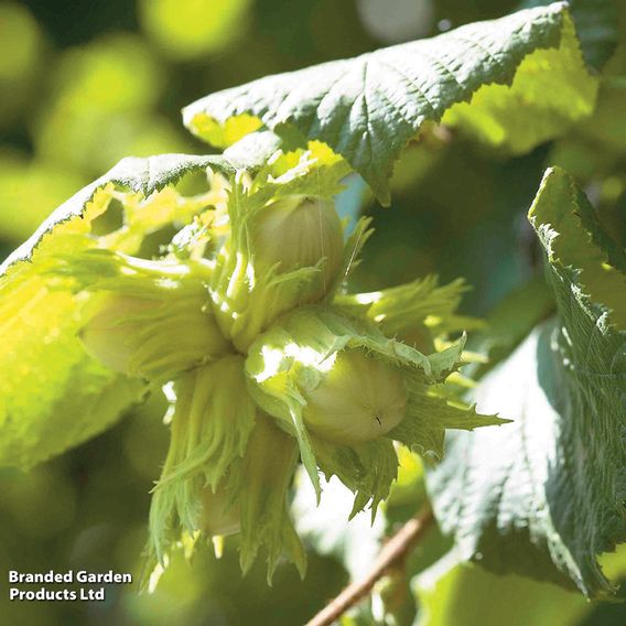 Truffle Tree - Hazel Kentish Cob