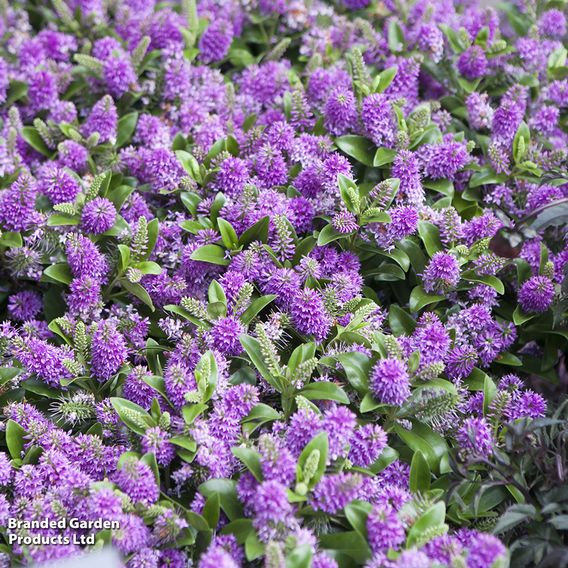 Hebe 'Blue Gem'