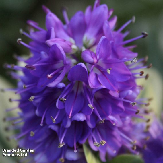 Hebe 'Blue Gem'