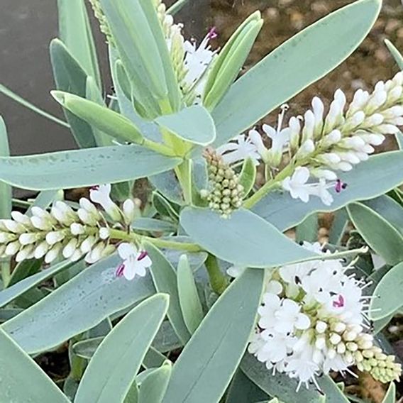 Hebe 'Blue Star'