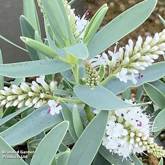 Hebe 'Blue Star'
