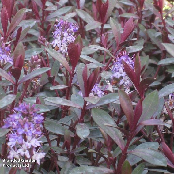 Hebe 'Caledonia'