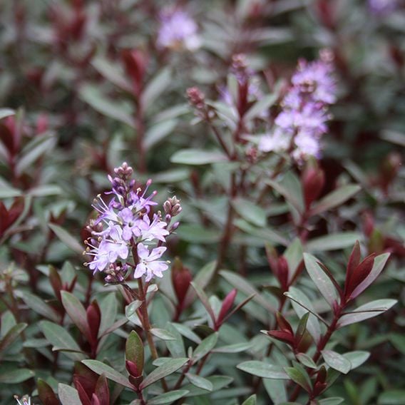 Hebe 'Caledonia'