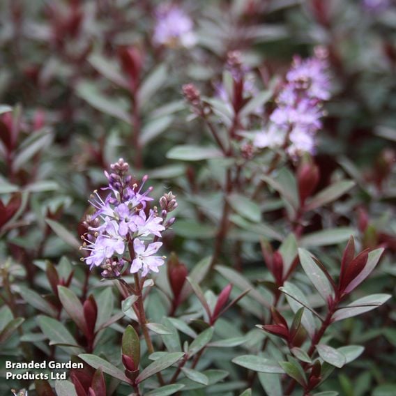 Hebe 'Caledonia'
