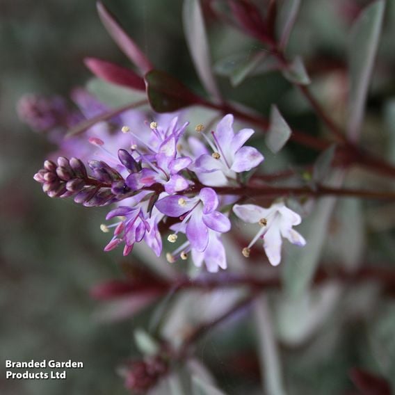 Hebe 'Caledonia'