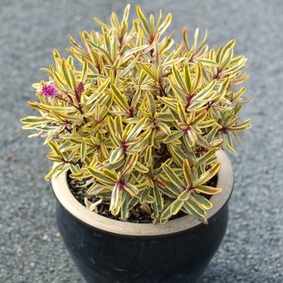 Hebe 'Jewel of the Nile'