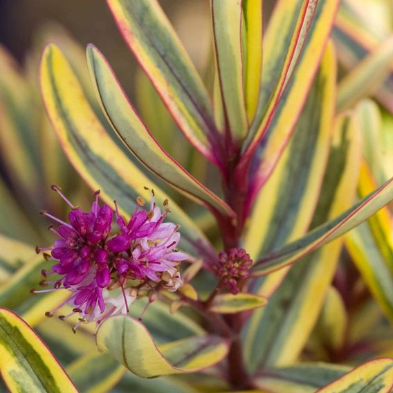 Hebe 'Jewel of the Nile'