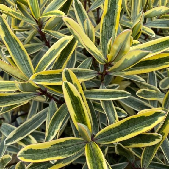 Hebe 'Jewel of the Nile'